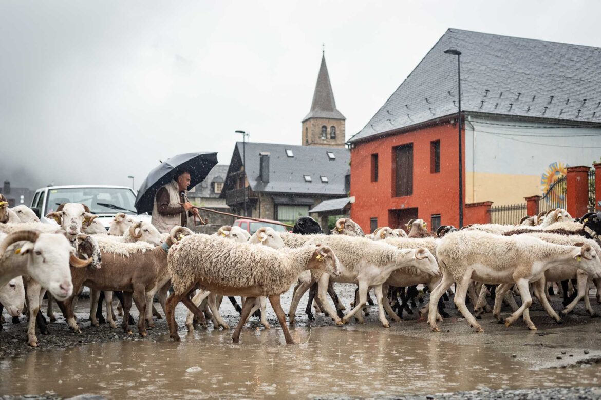 Fotografía de paisaje en el Val d'Aran con ovejas pastando bajo la lluvia, pastor con chubasquero y campanario románico de Betren al fondo, Pirineos.